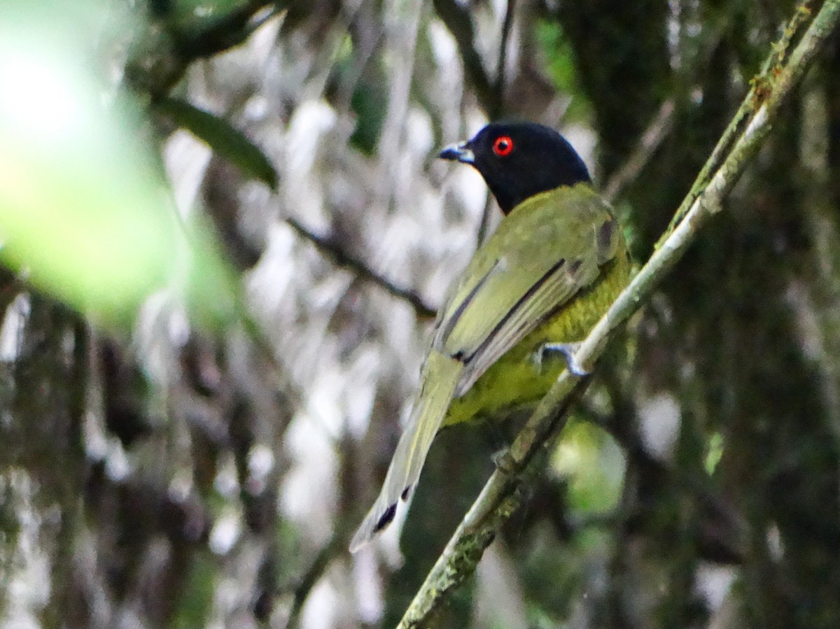 Black-headed Berryeater - ML636713182