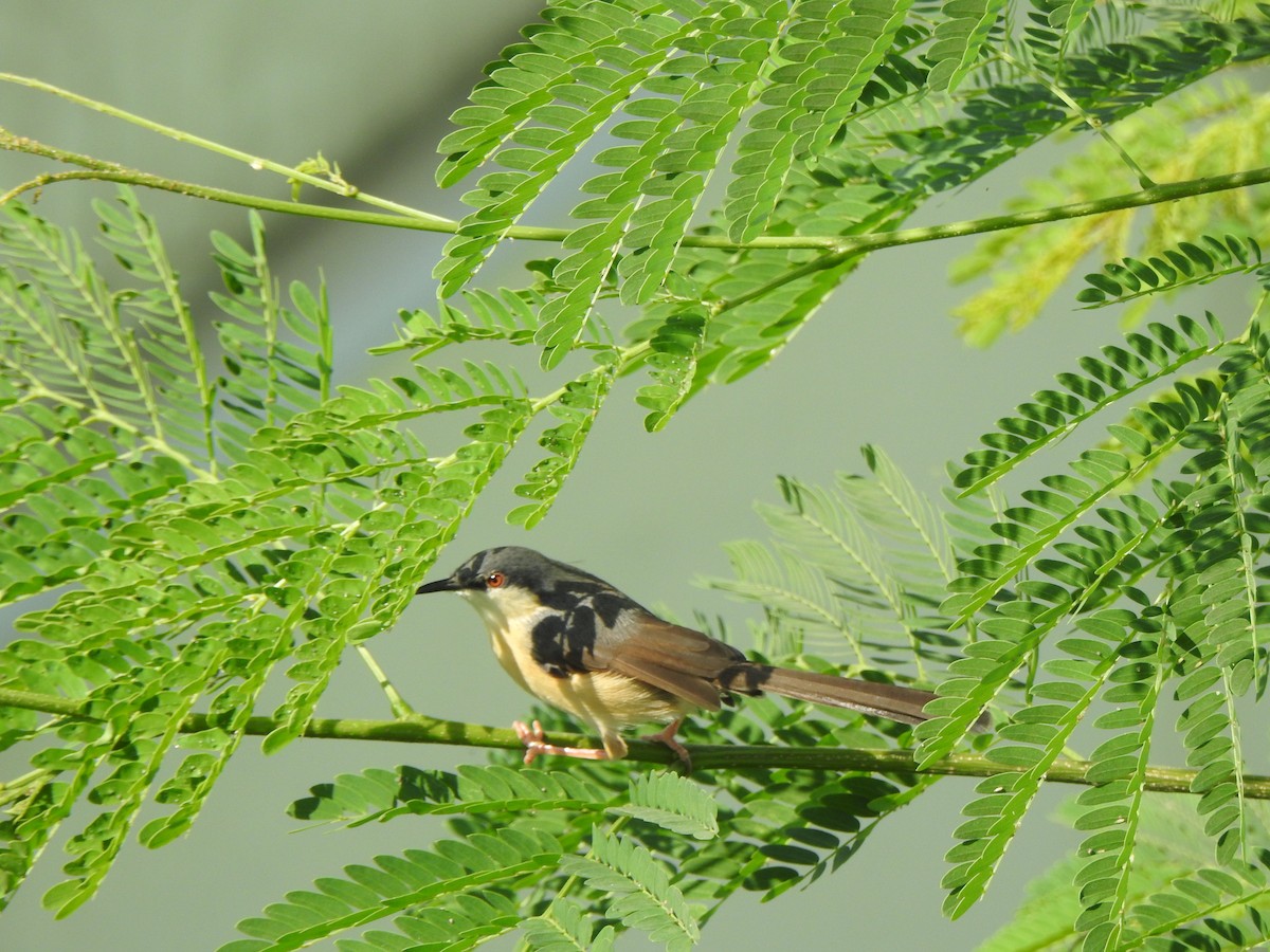 Ashy Prinia - ML636713251