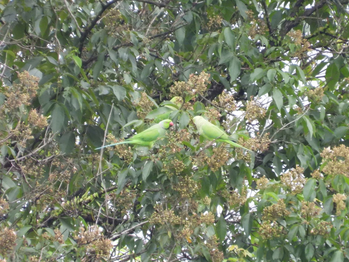 Rose-ringed Parakeet - ML636713376