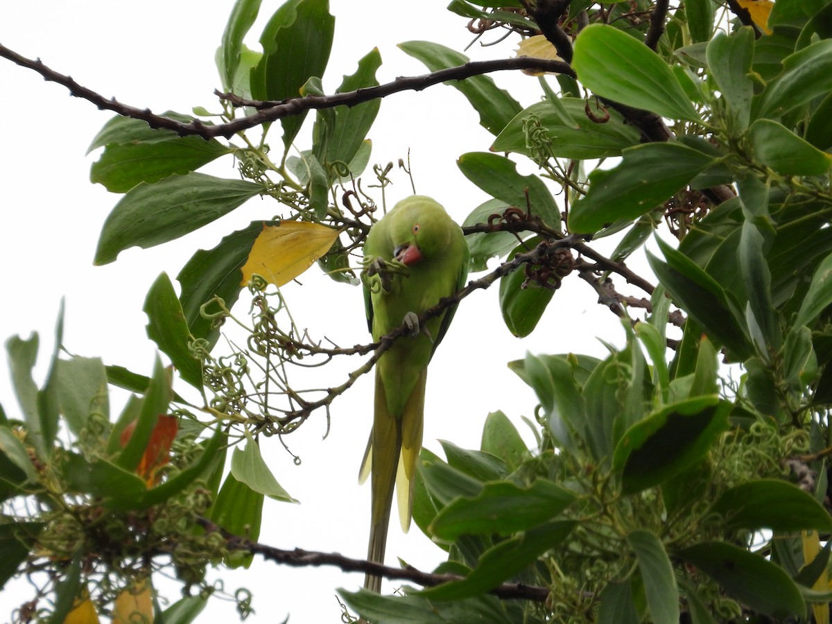 Rose-ringed Parakeet - ML636713377