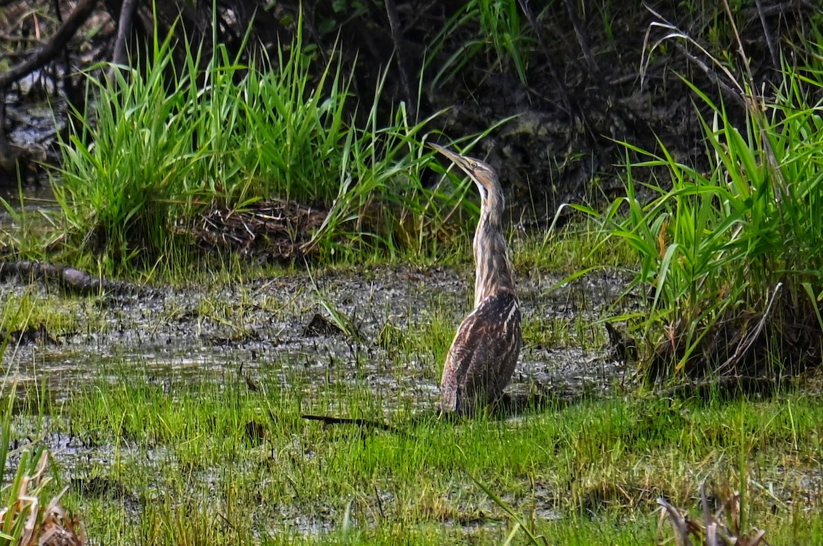 American Bittern - ML636713528