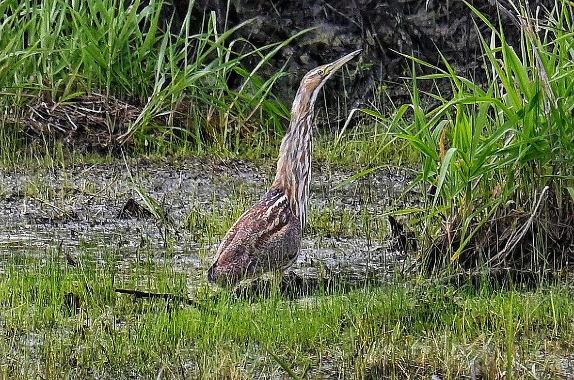 American Bittern - ML636713529
