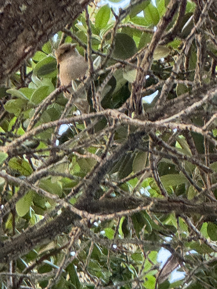 House Sparrow - ML636713581