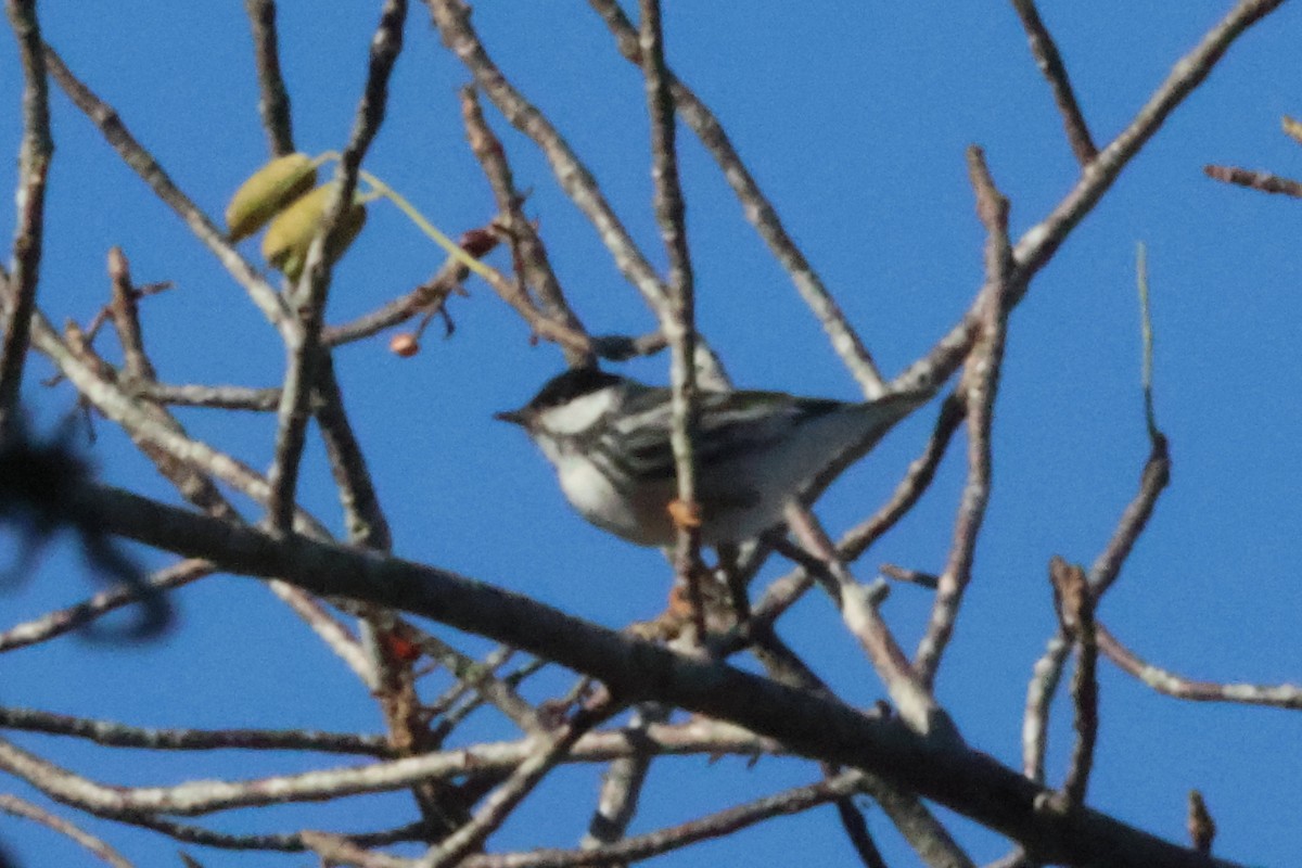 Paruline rayée - ML636713584