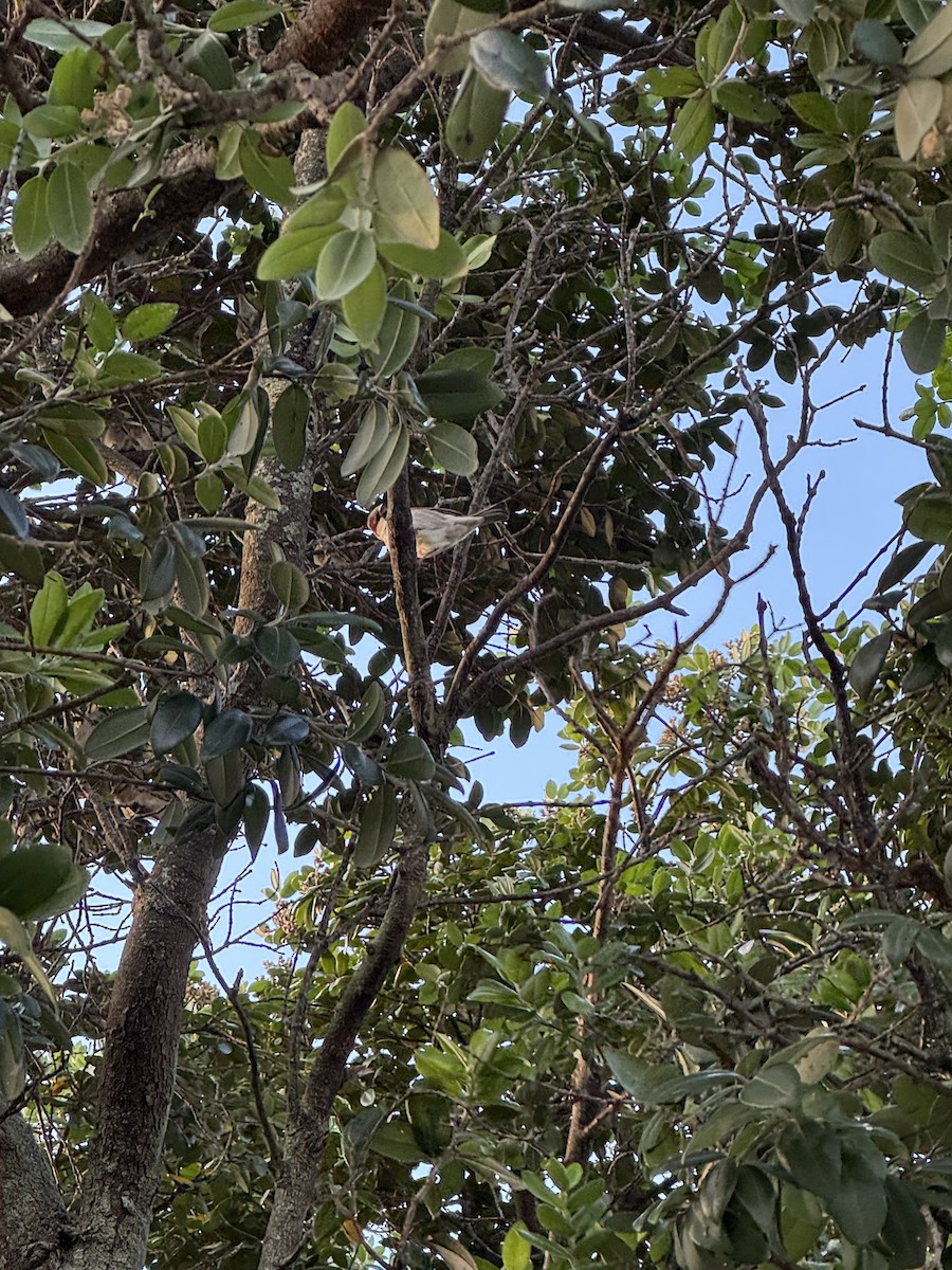 House Sparrow - ML636713631