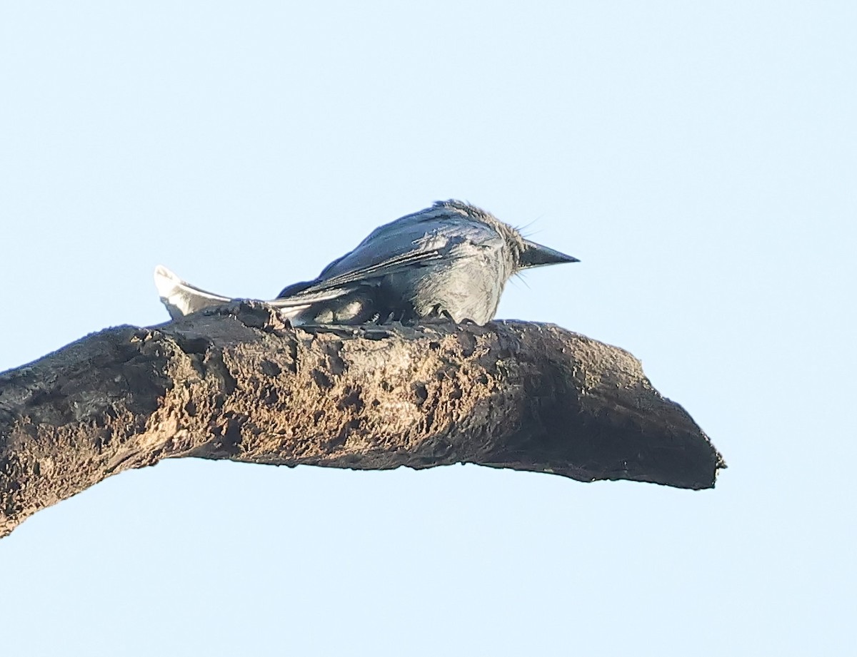 Үнсэн доронго - ML636713672