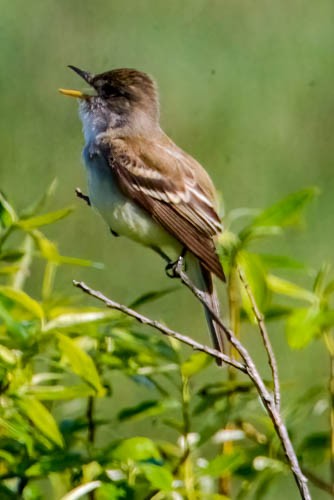 Willow Flycatcher - ML636713740