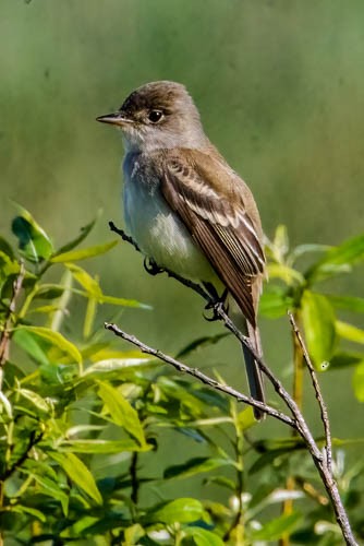 Willow Flycatcher - ML636713741