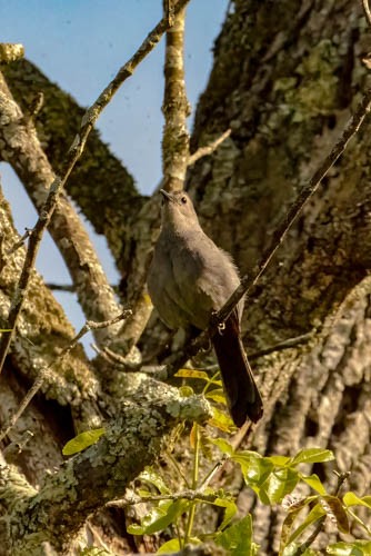 Gray Catbird - ML636713828