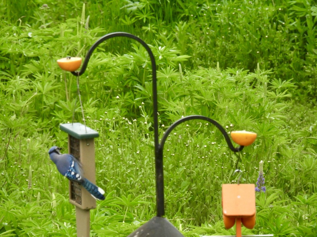 Blue Jay - ML636713864