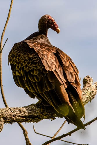 Turkey Vulture - ML636713895