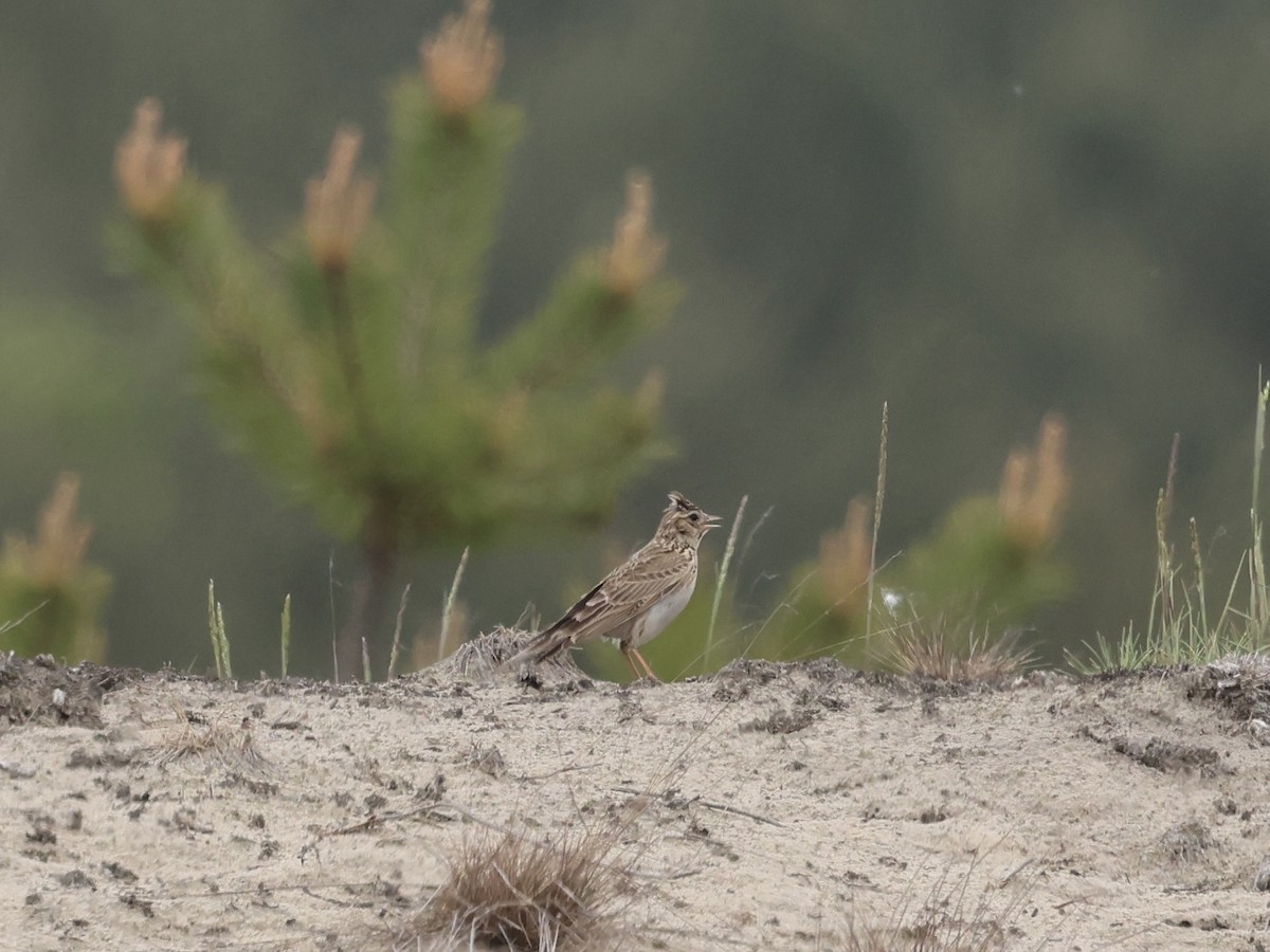 Eurasian Skylark - ML636713918