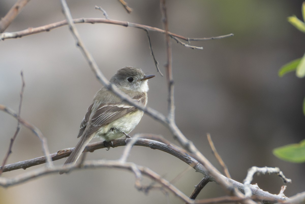 Dusky Flycatcher - ML636713934
