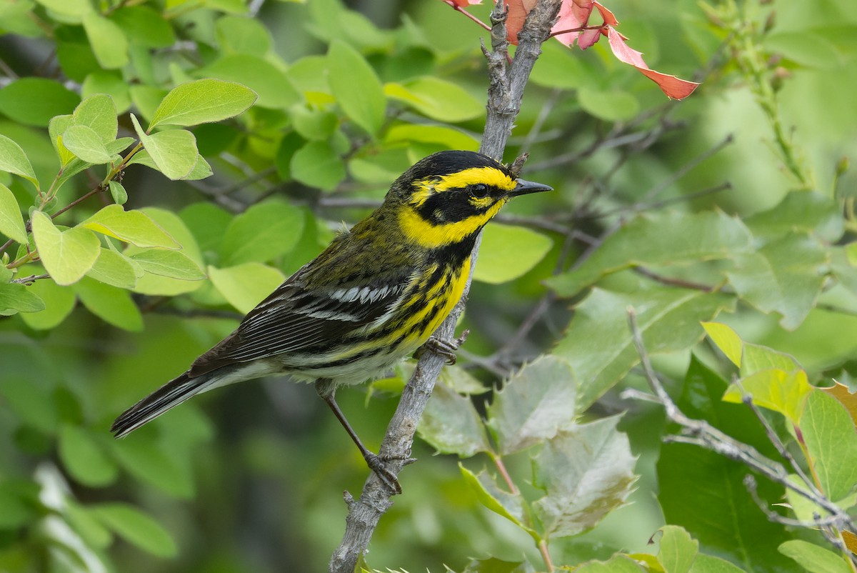 Townsend's Warbler - ML636713937