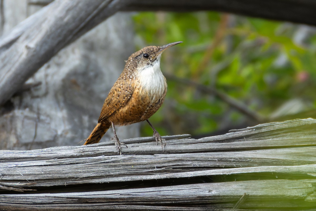 Canyon Wren - ML636713944