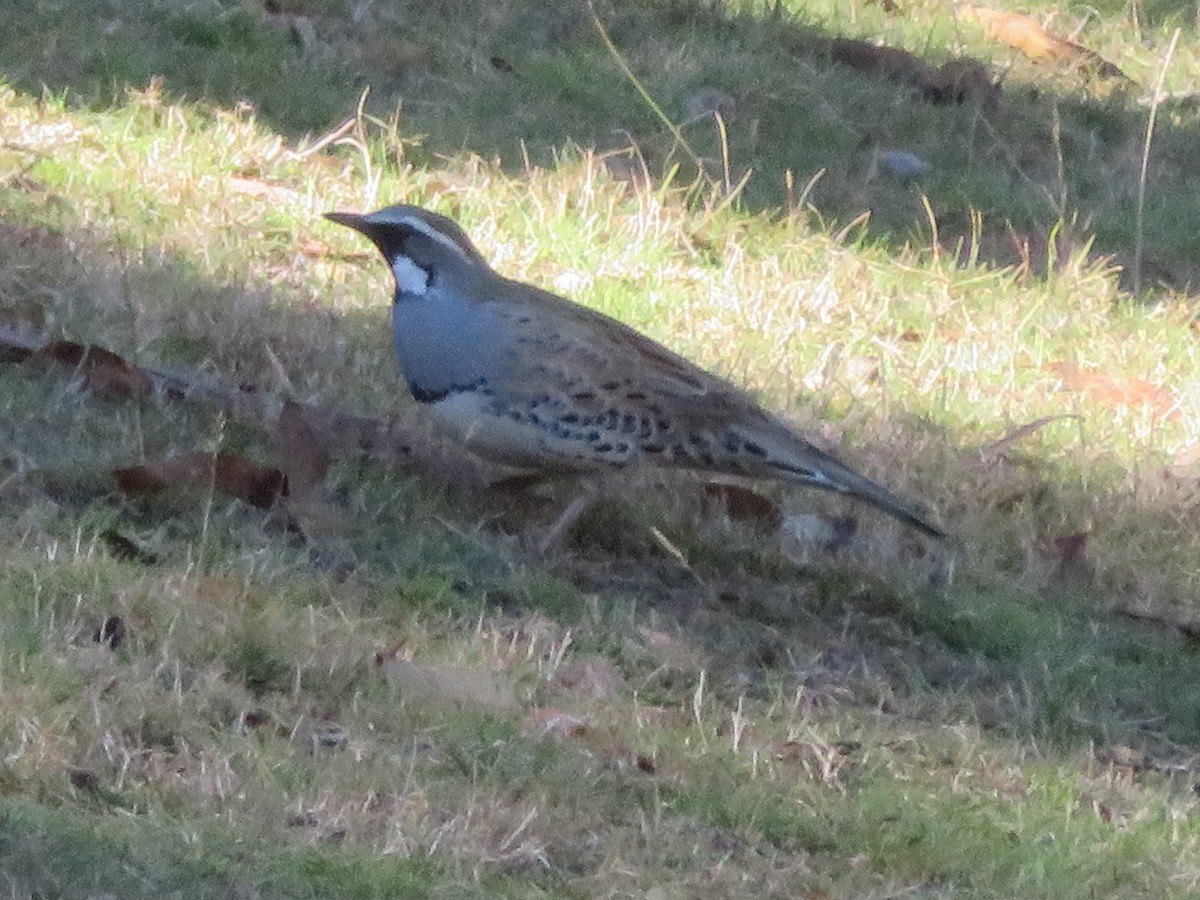 Spotted Quail-thrush - ML636713954