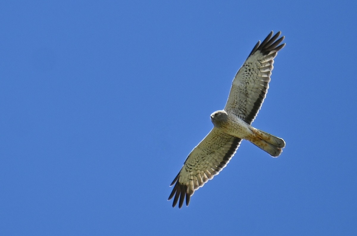 Northern Harrier - ML636714034