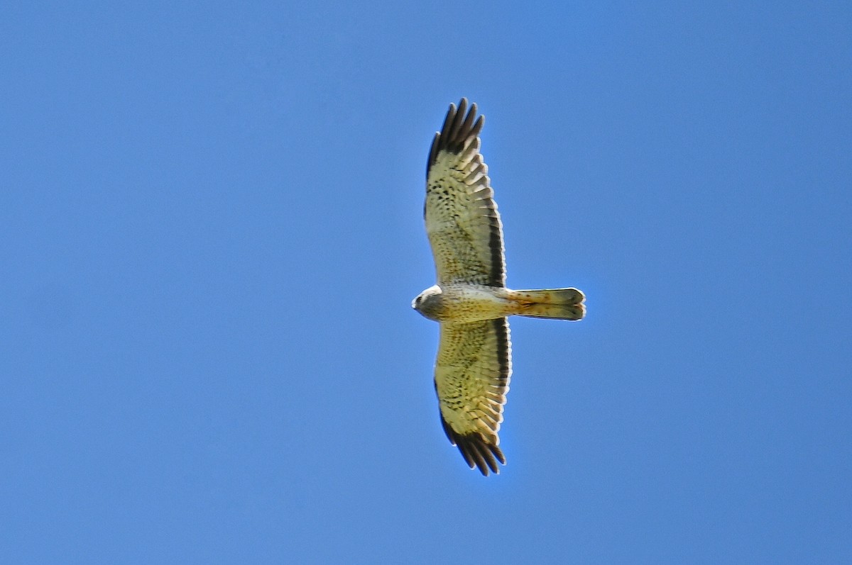 Northern Harrier - ML636714035
