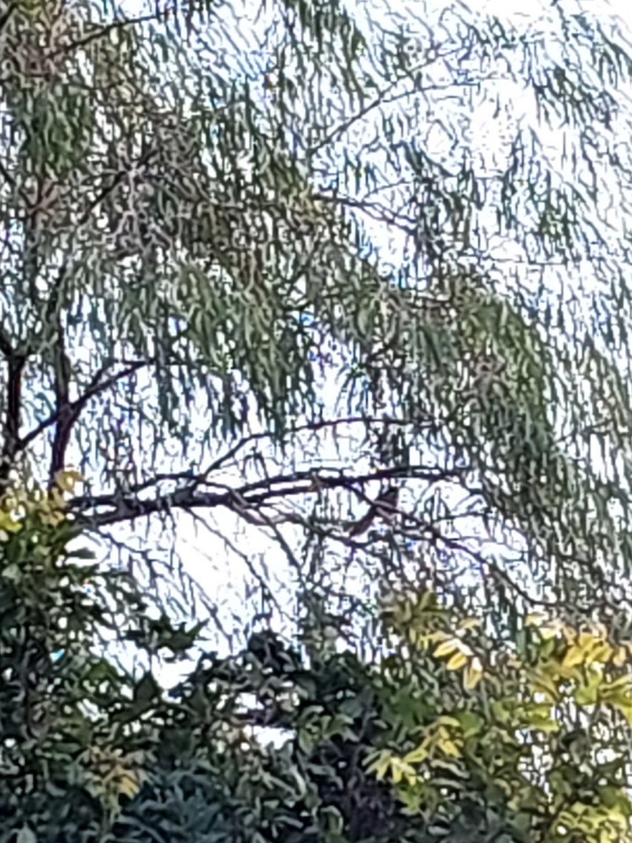 New Zealand Fantail - ML636714040