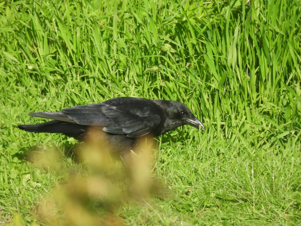 American Crow - ML636714053