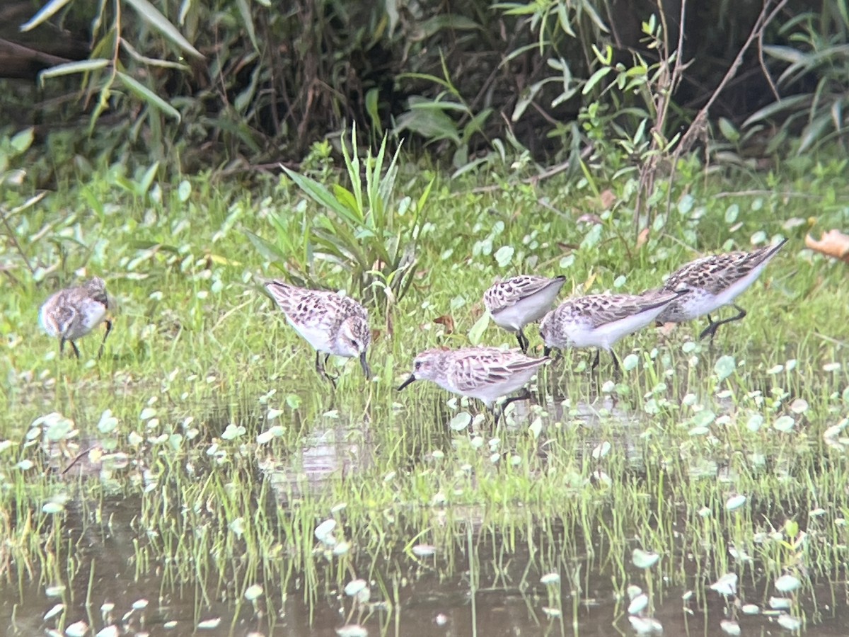 Semipalmated Sandpiper - ML636714079