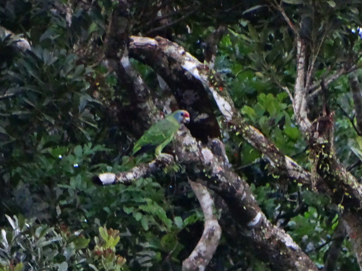 Red-tailed Amazon - ML636714182
