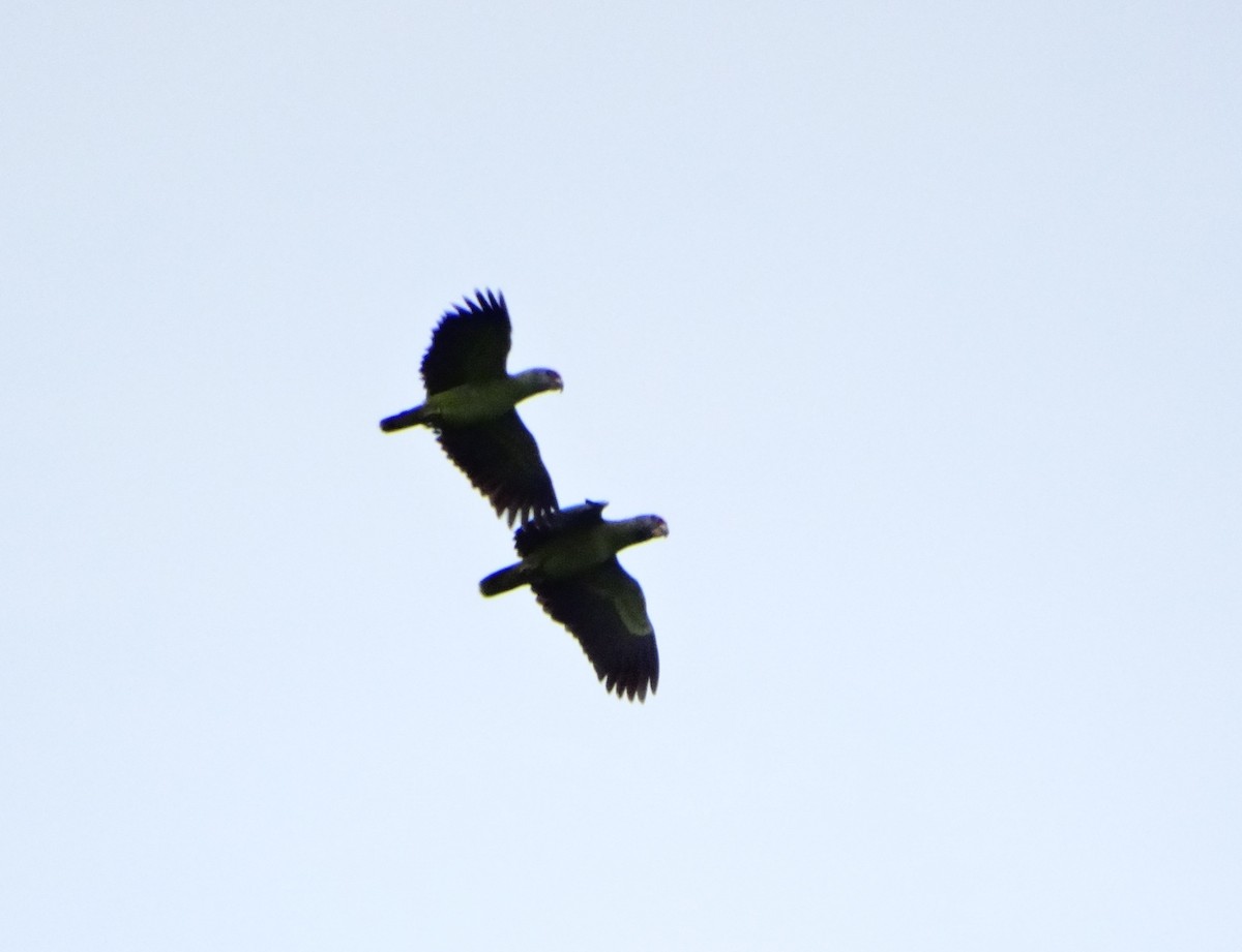 Red-tailed Amazon - ML636714183