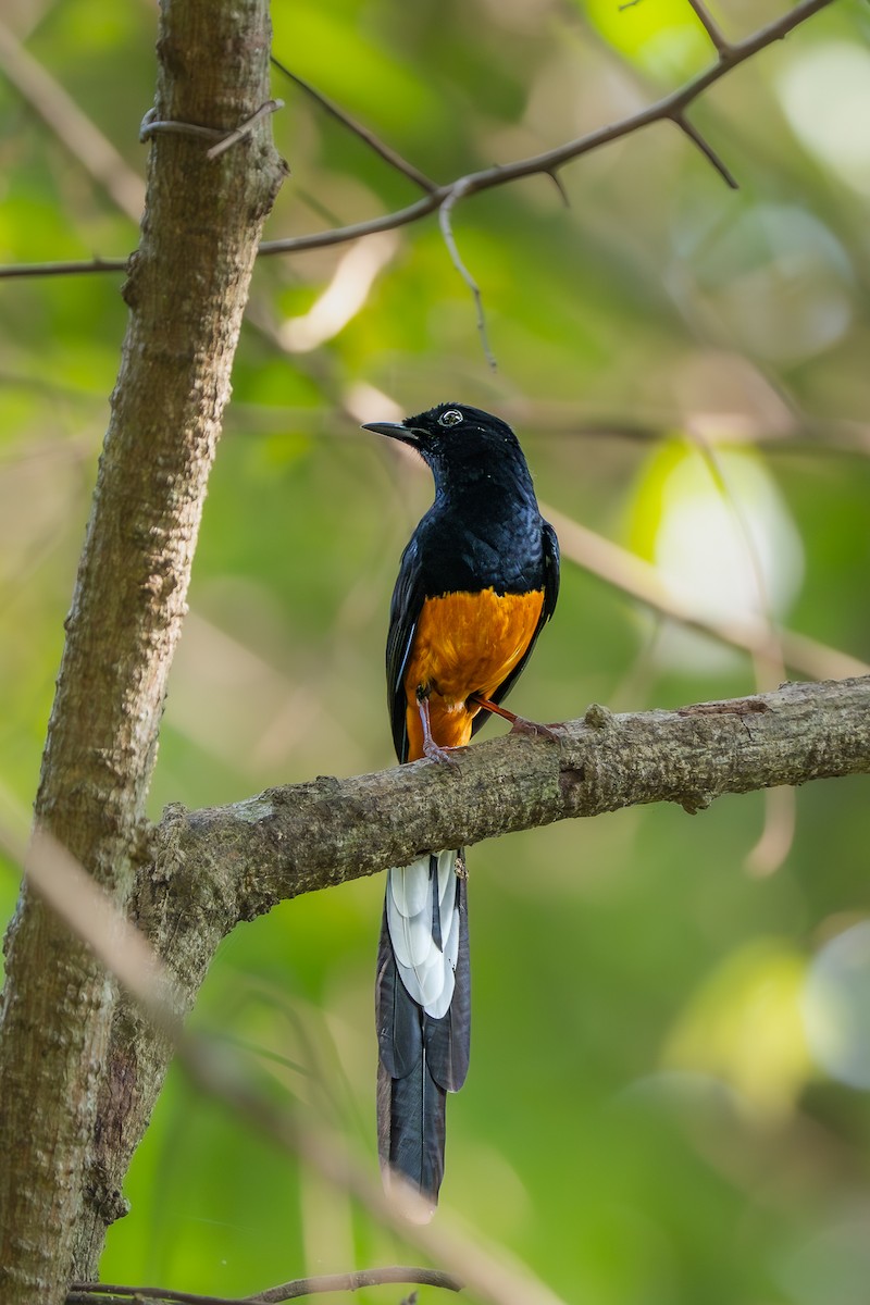 Sri Lankan Shama - ML636714250