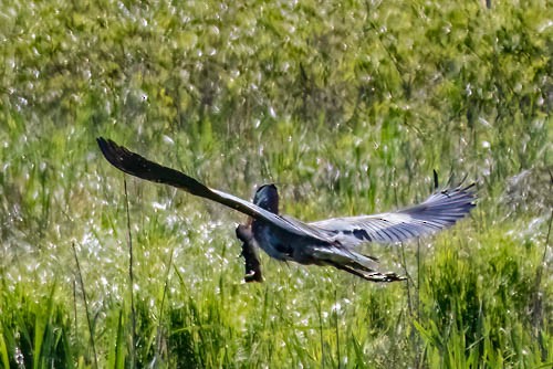 Great Blue Heron - ML636714263