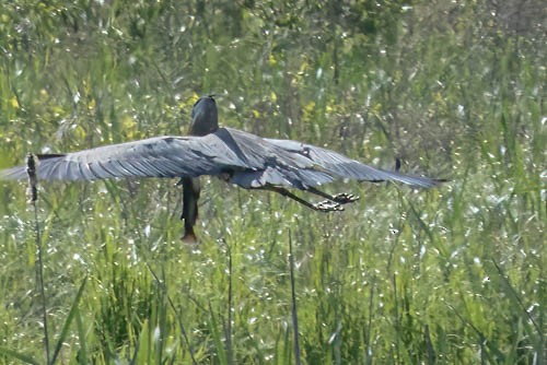 Great Blue Heron - ML636714315