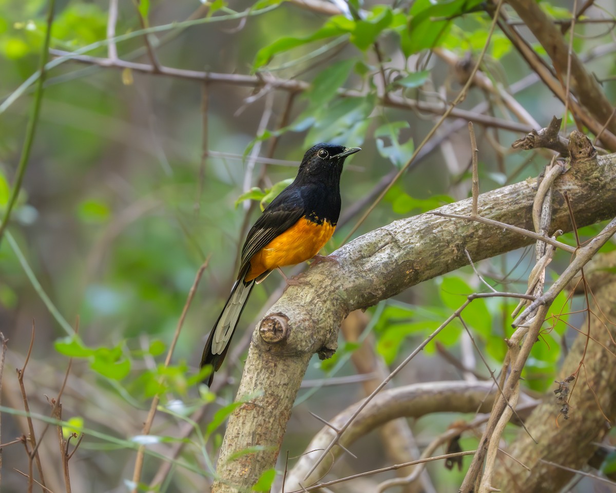 Sri Lankan Shama - ML636714433