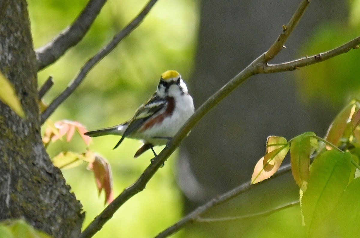 Chestnut-sided Warbler - ML636714434