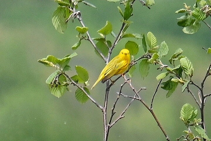 Yellow Warbler - ML636714437