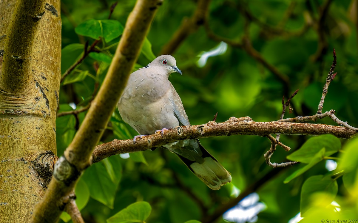 Eurasian Collared-Dove - ML636714456