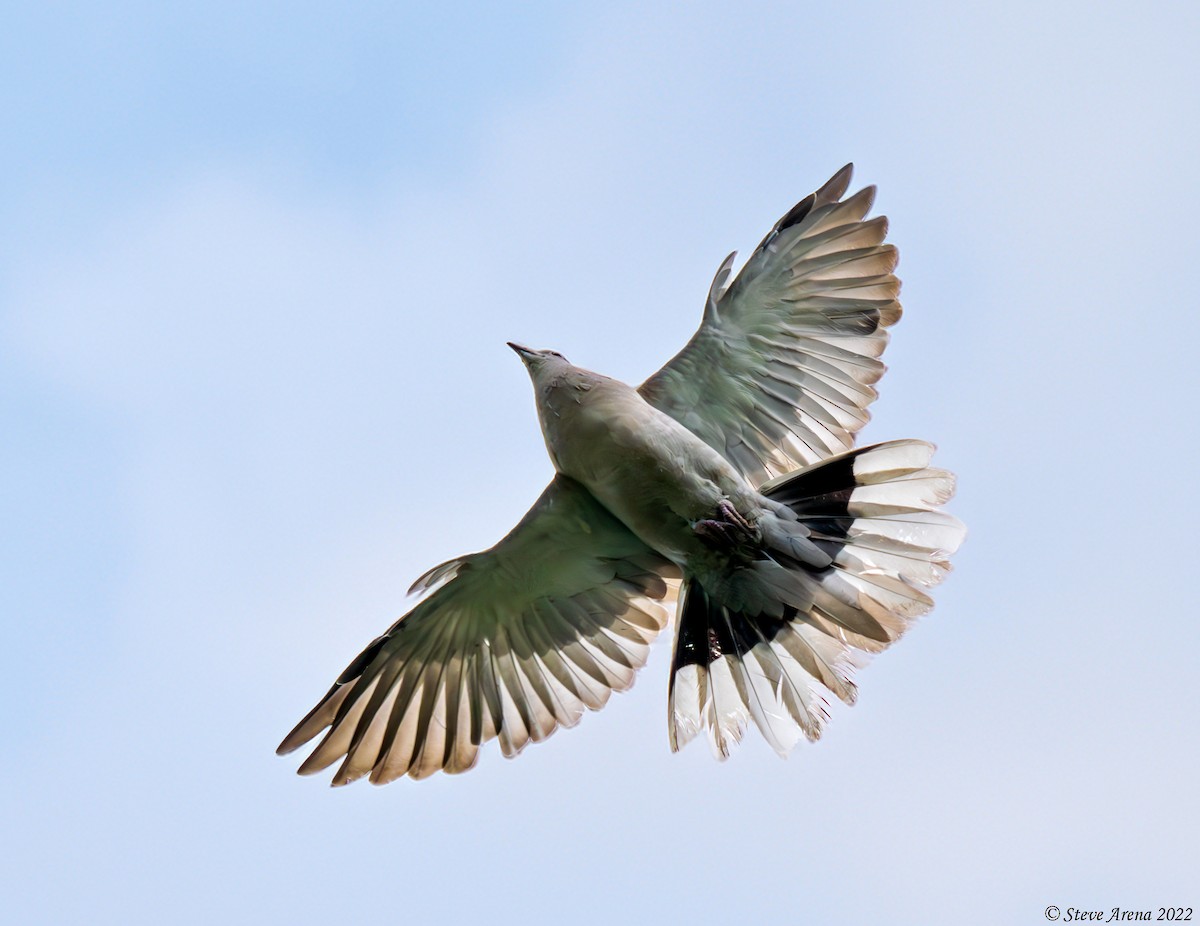 Eurasian Collared-Dove - ML636714457