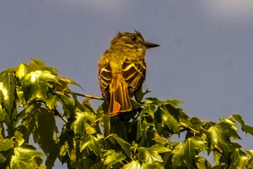 Great Crested Flycatcher - ML636714486