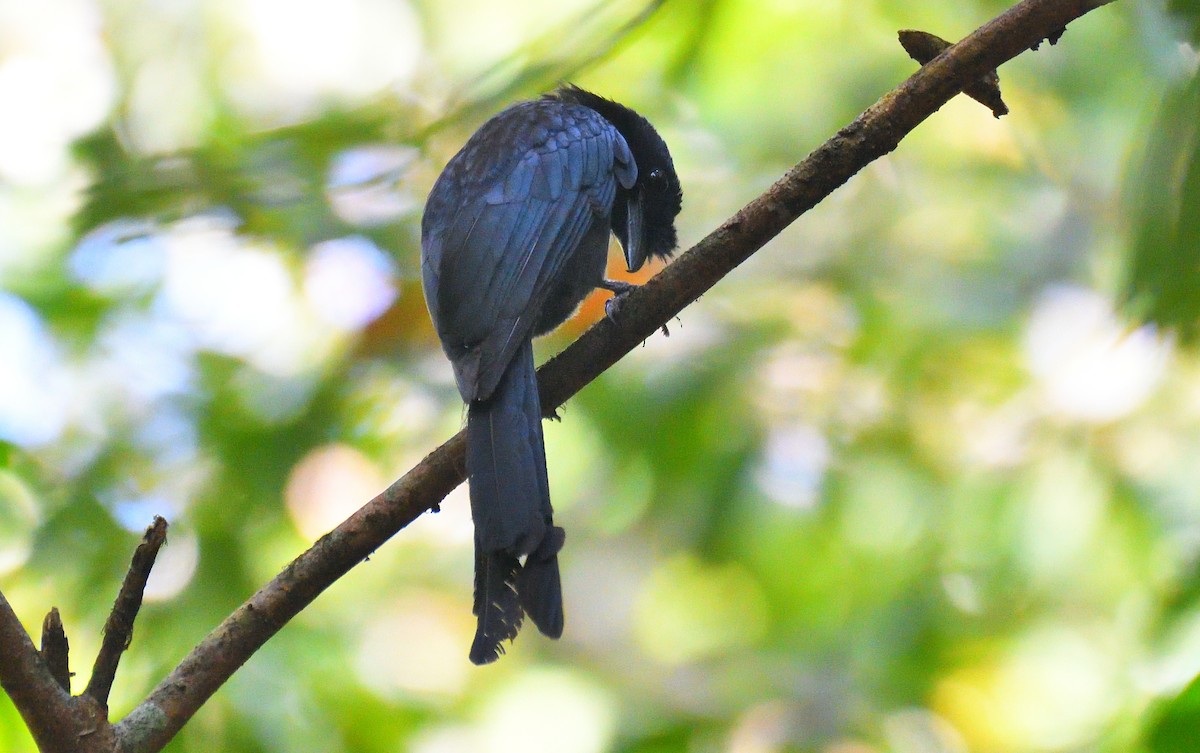 Sri Lanka Drongo - ML636714487