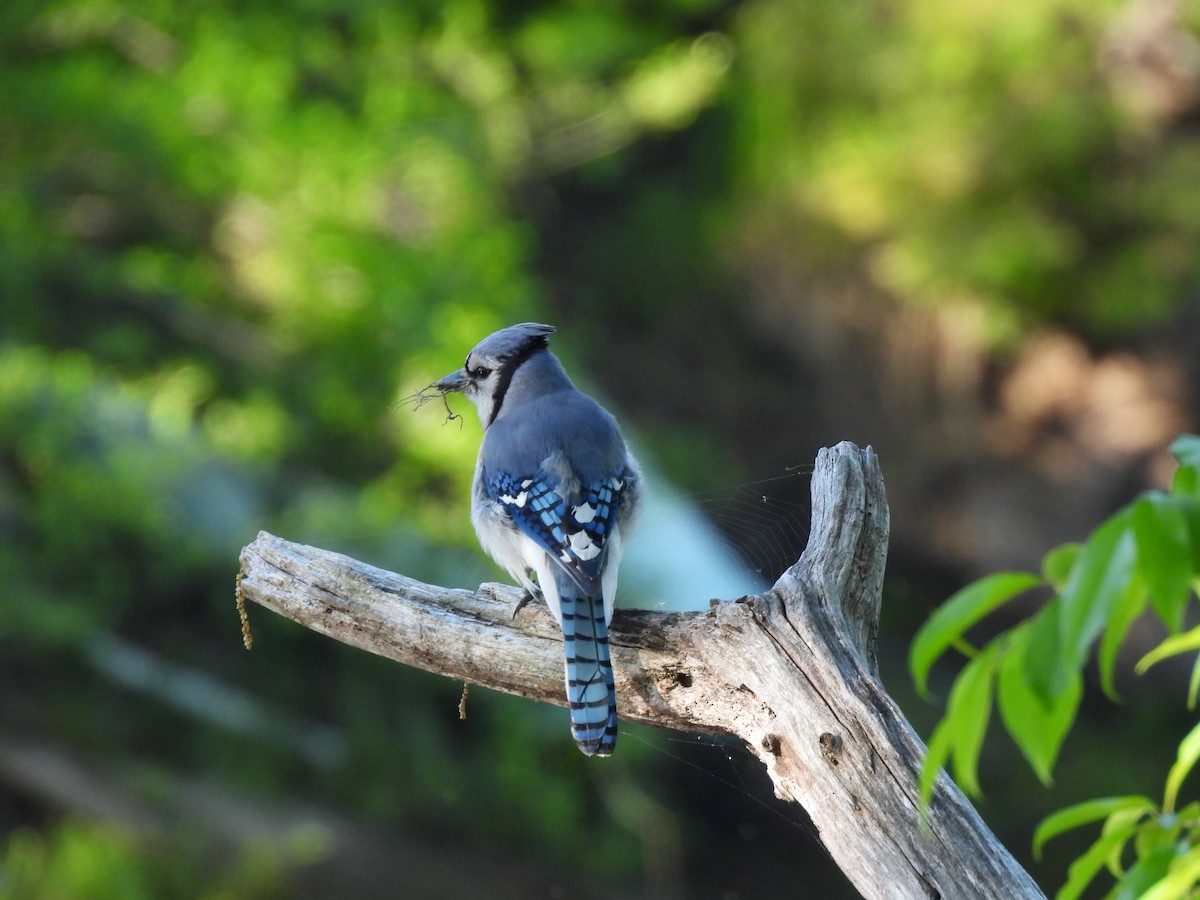 Blue Jay - ML636714491