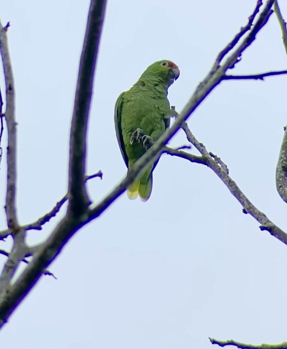 Red-lored Amazon - ML636714539