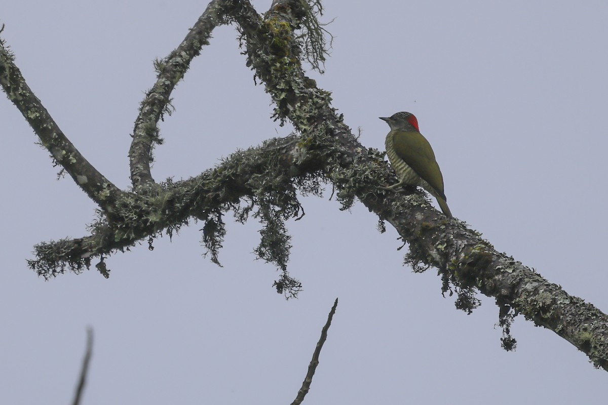 Fine-banded Woodpecker - ML636714563