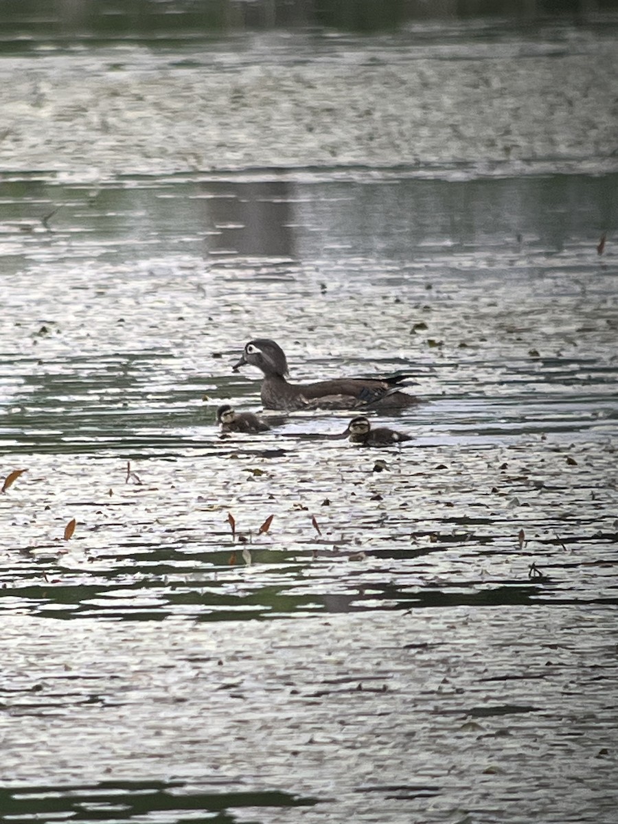 Wood Duck - ML636714717