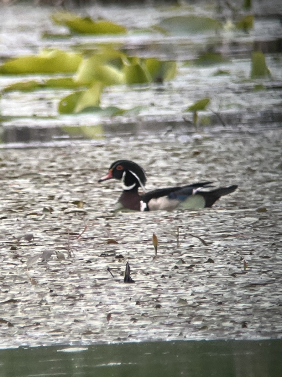 Wood Duck - ML636714718