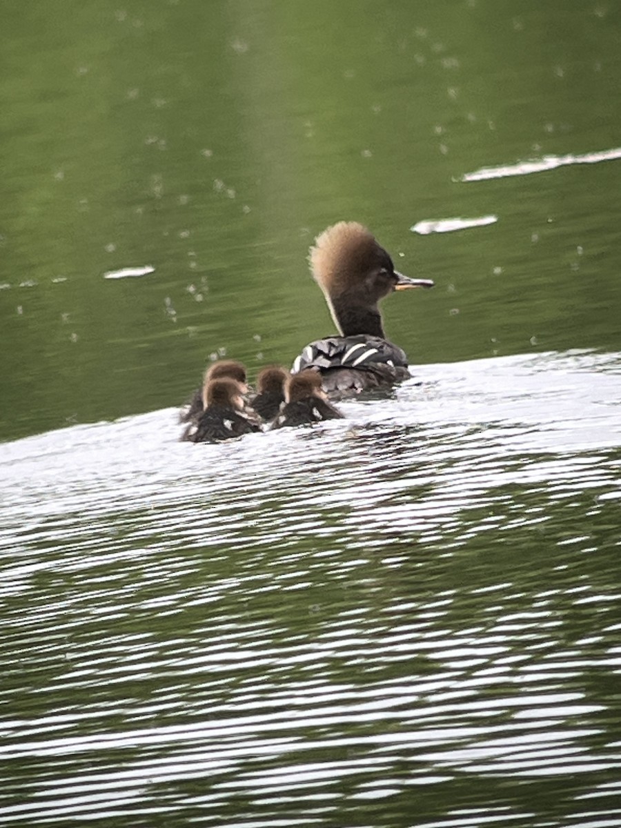 Hooded Merganser - ML636714725