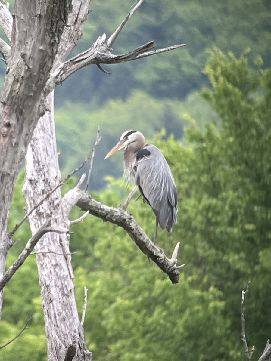 Great Blue Heron - ML636714727