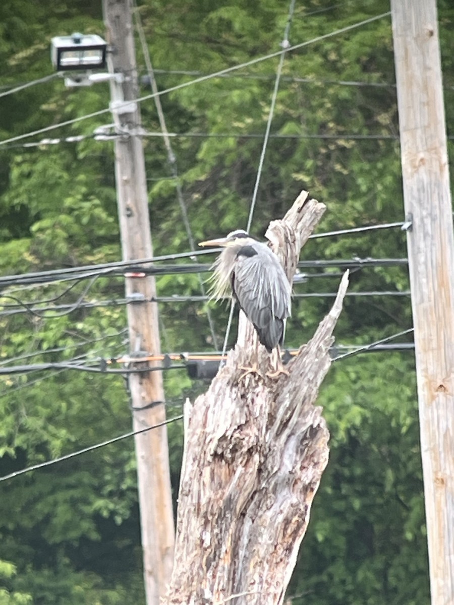 Great Blue Heron - ML636714728
