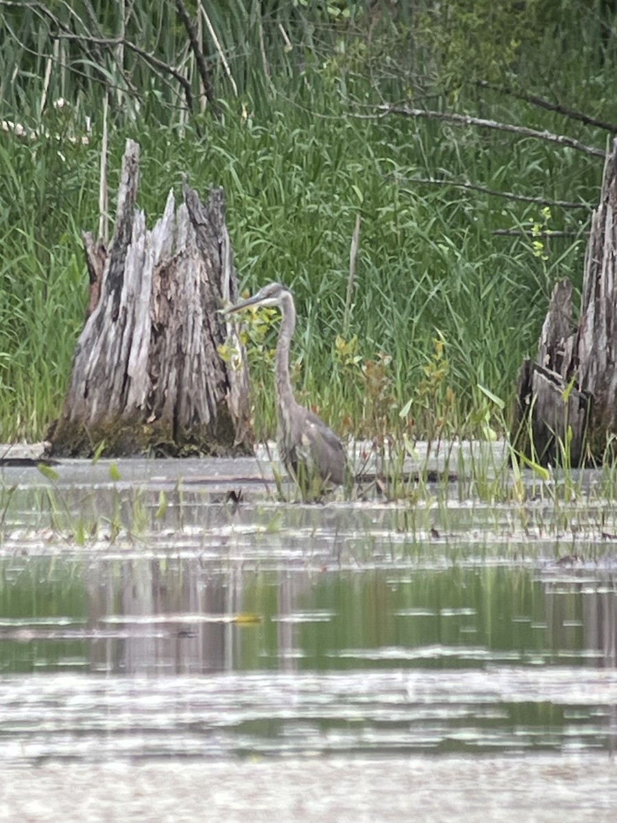 Great Blue Heron - ML636714729