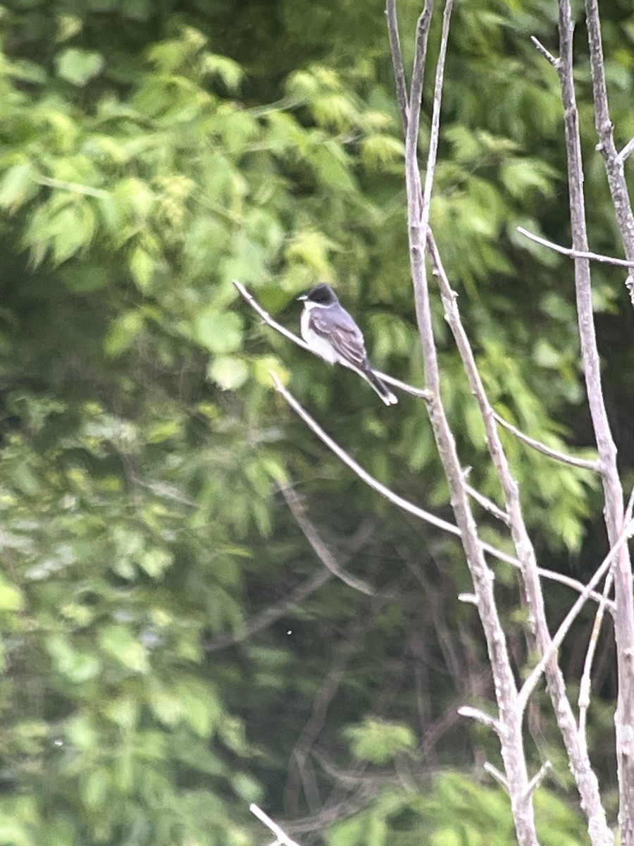 Eastern Kingbird - ML636714732