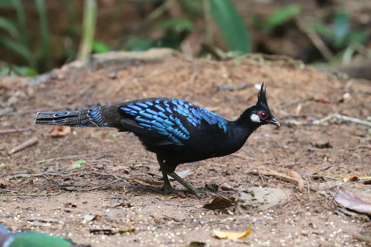 Palawan Peacock-Pheasant - ML636714746
