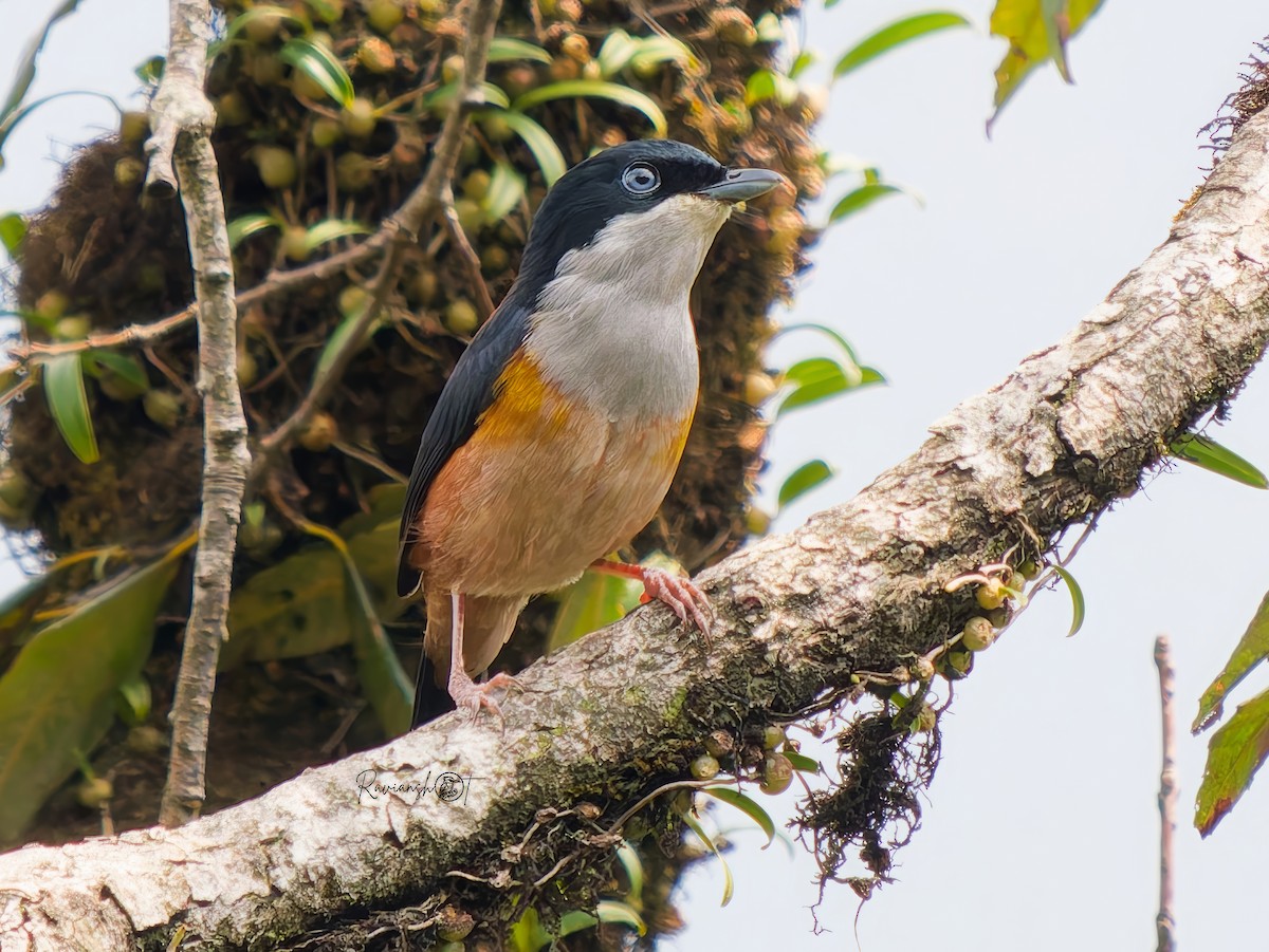 Black-headed Shrike-Babbler - ML636714766