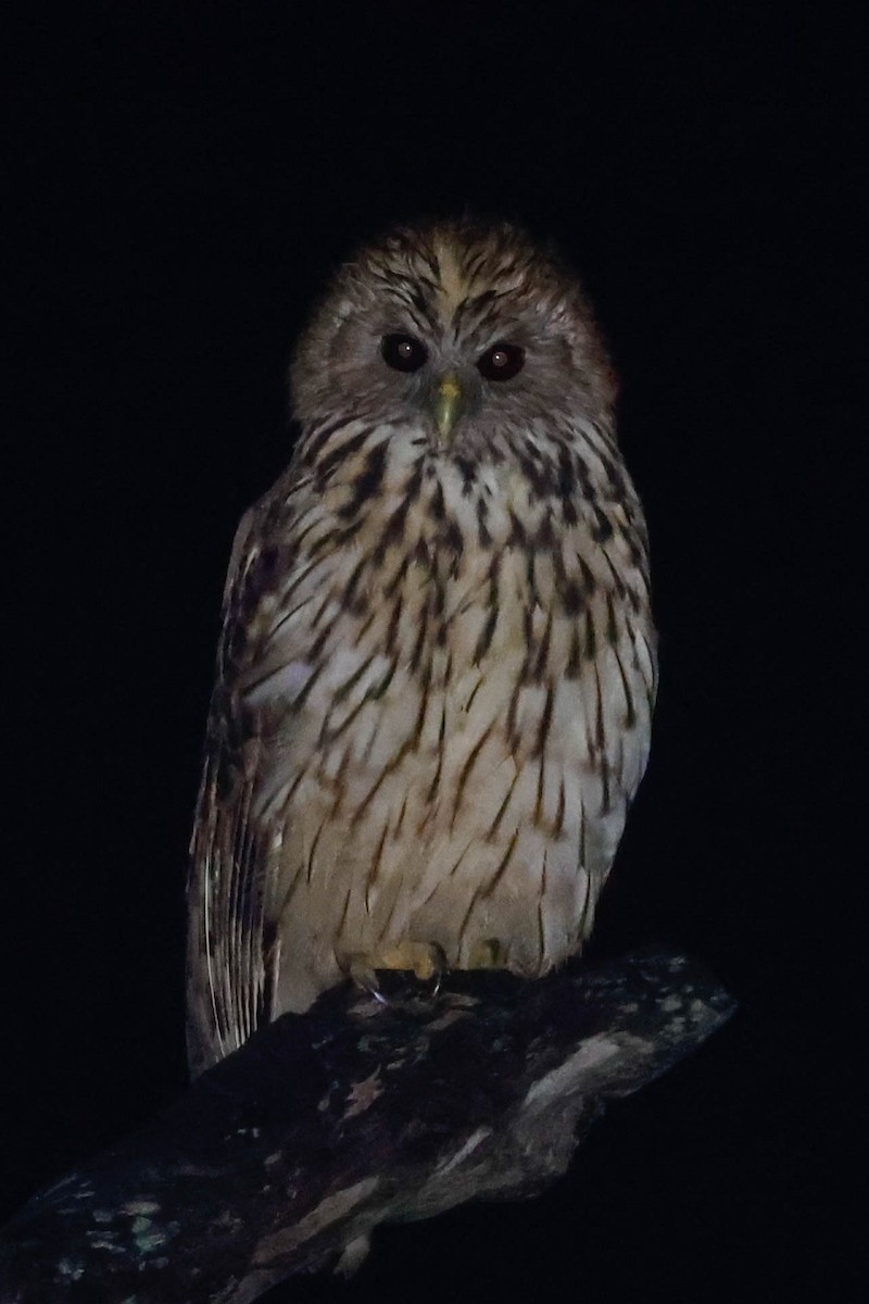 Vermiculated Fishing-Owl - ML636714811